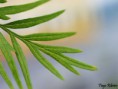 /album/macro/a1macro-jpg/