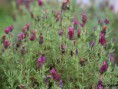 /album/macro/roxo-jpg/